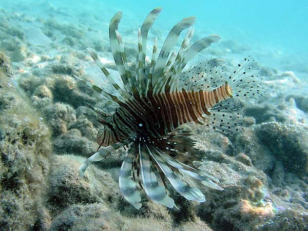 Unterwasserwelt Dhonveli