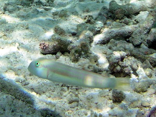 Unterwasserwelt Dhonveli